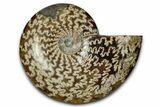 Polished Ammonite (Cleoniceras) Fossil - Madagascar #339178-1